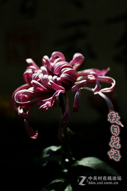 秋日花语---菊花