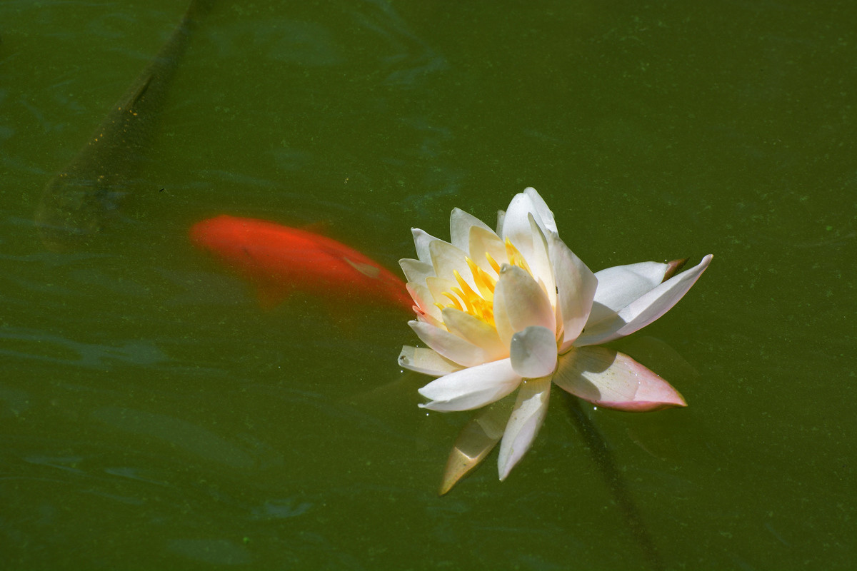 几朵荷花韵        增得满池辉
