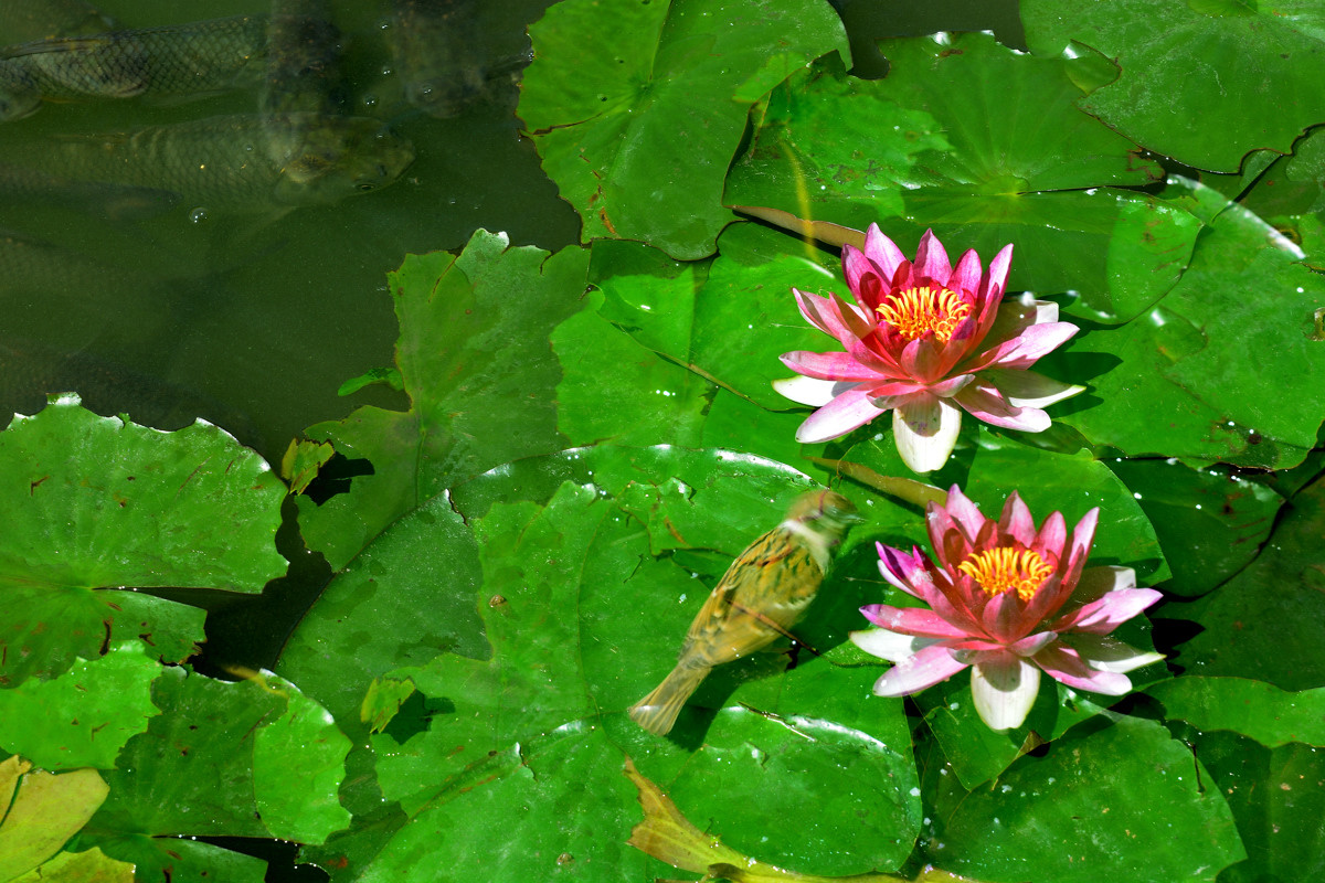几朵荷花韵        增得满池辉