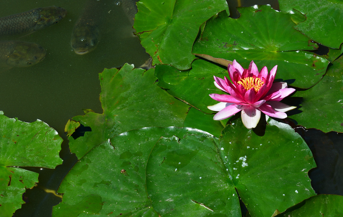 几朵荷花韵        增得满池辉