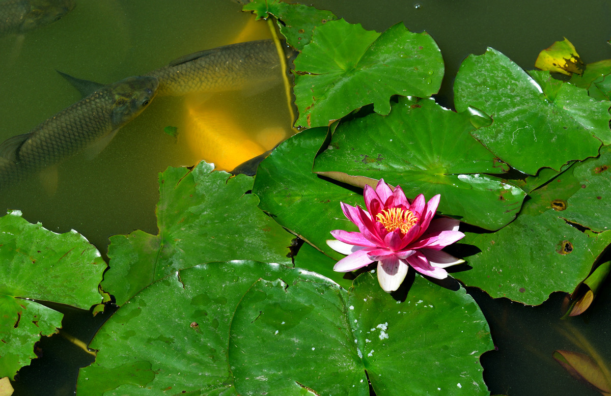 几朵荷花韵        增得满池辉