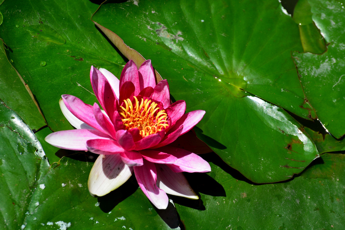 几朵荷花韵        增得满池辉