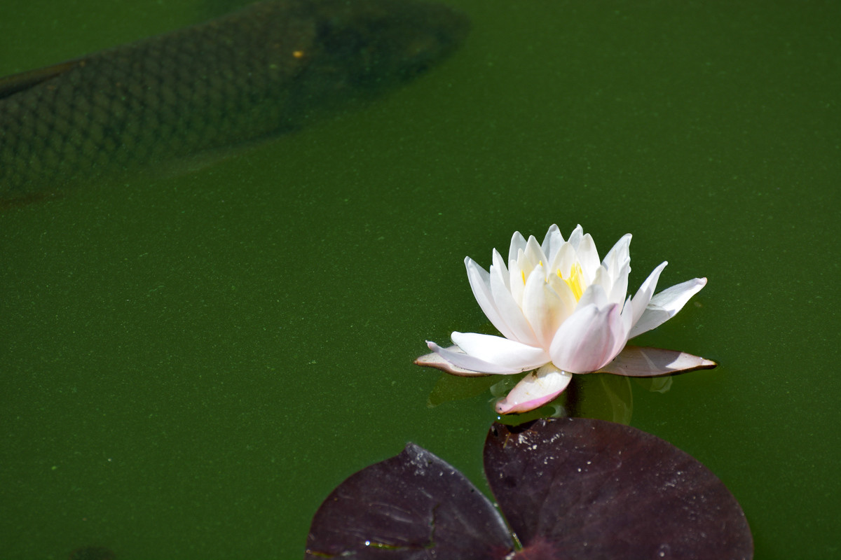 几朵荷花韵        增得满池辉