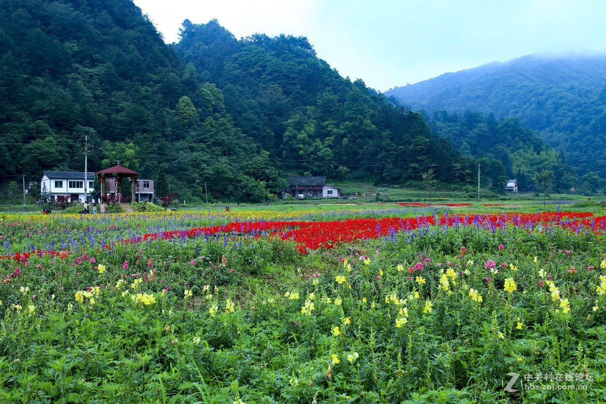 綦江花坝（上）
