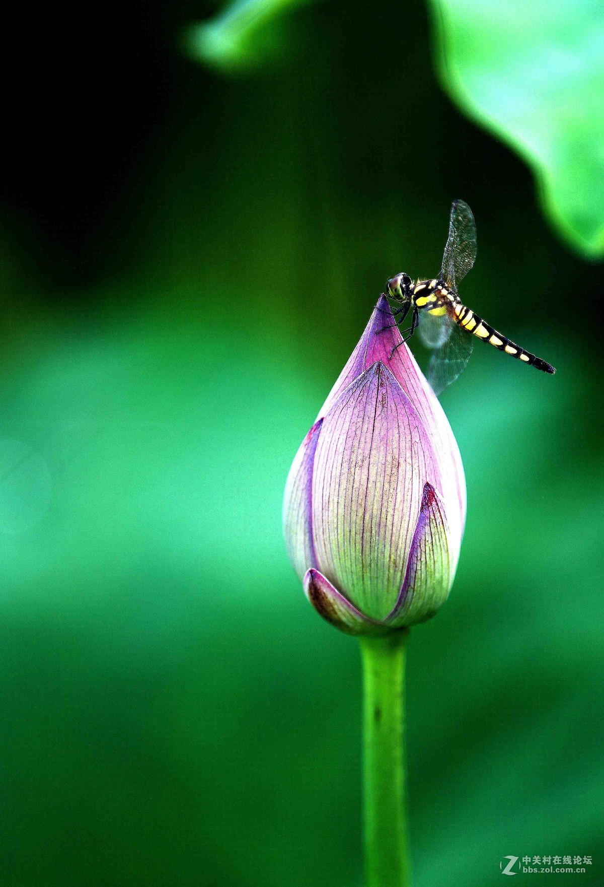 接天莲叶无穷碧，映日荷花别样红