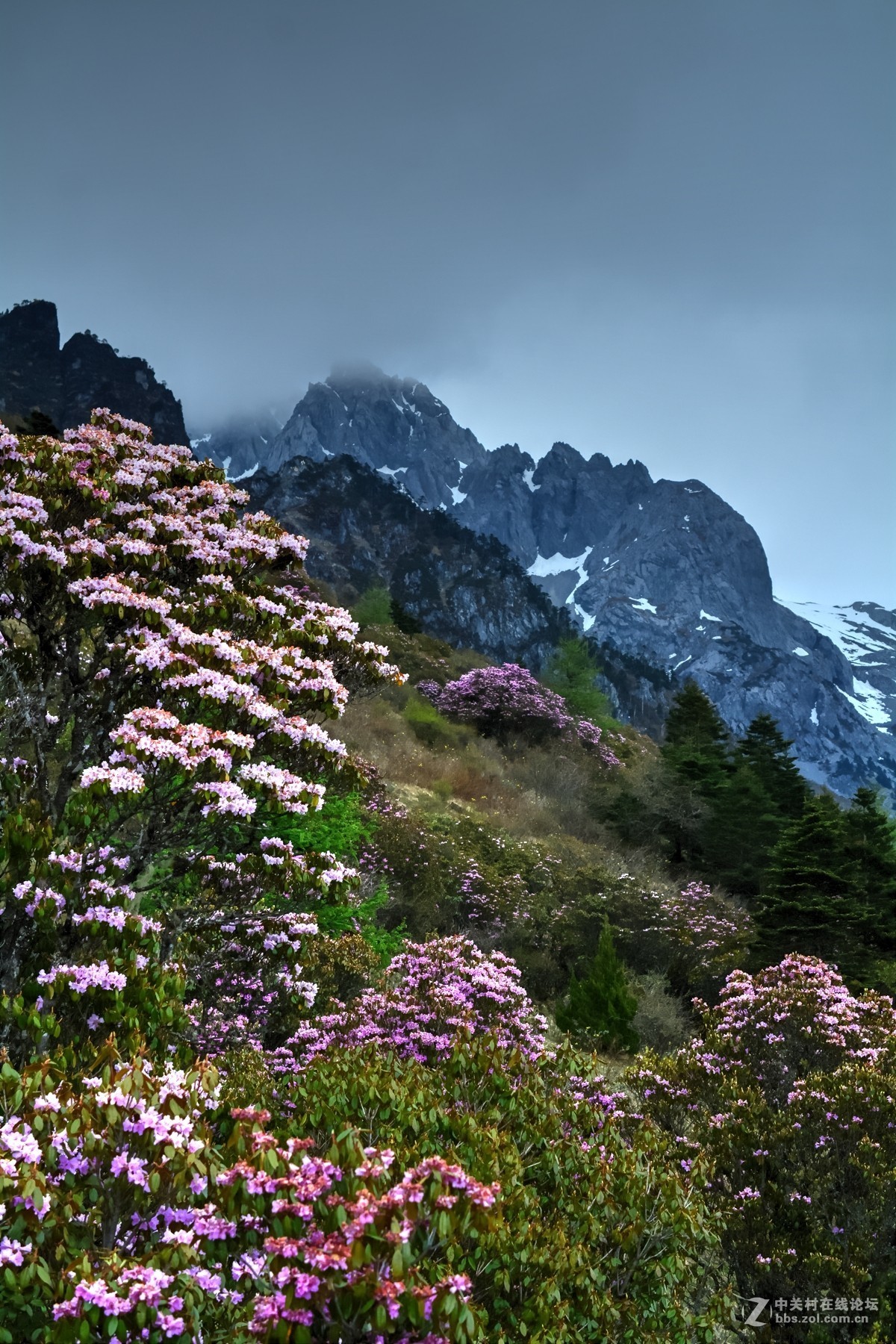 玉龙雪山杜鹃花海