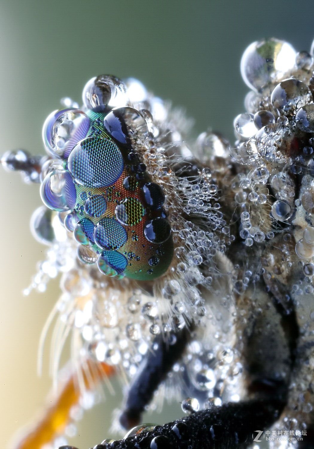 玉露晨曦秋虫影