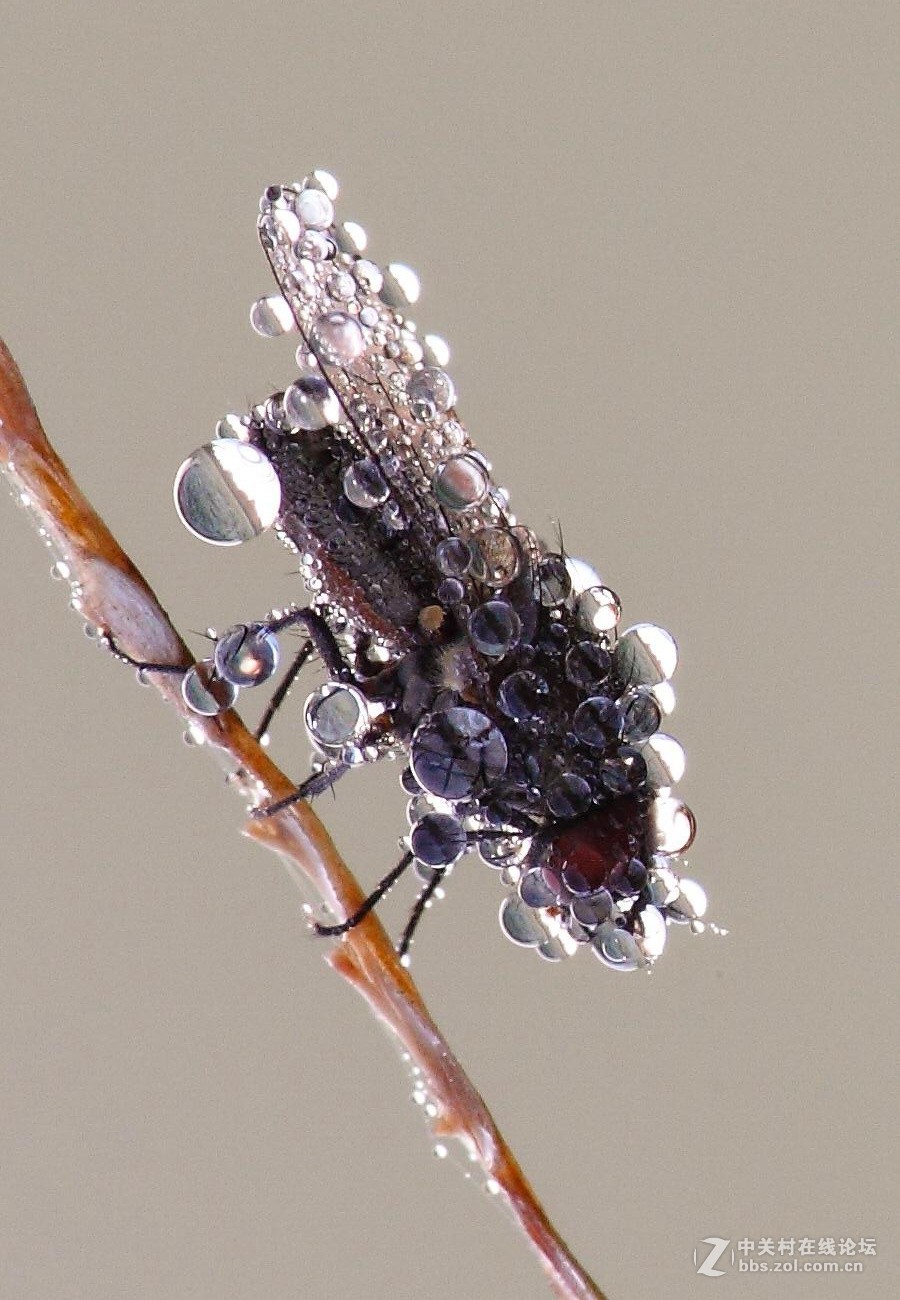 玉露晨曦秋虫影