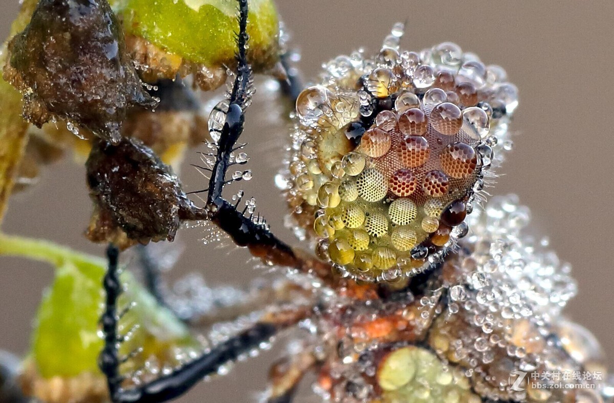 玉露晨曦秋虫影