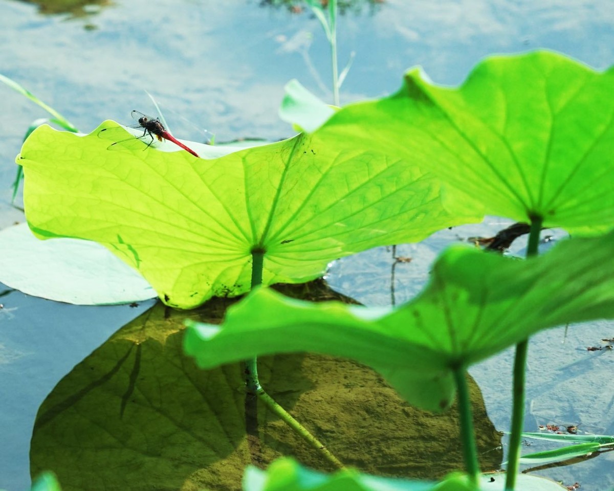 夏日荷花