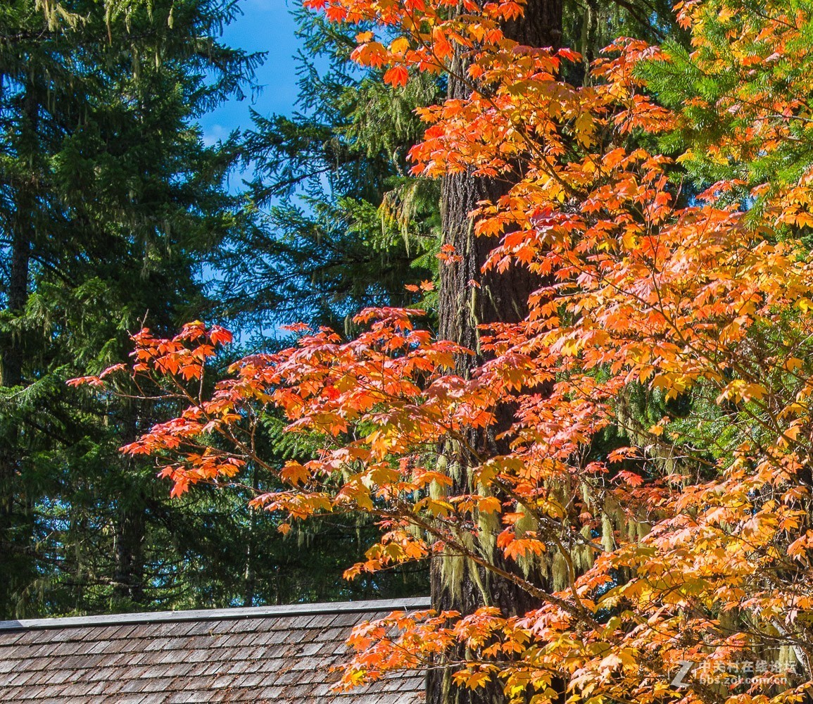 西雅图雷尼尔雪山
