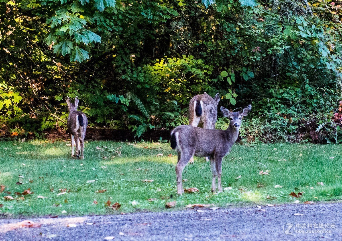 西雅图雷尼尔雪山