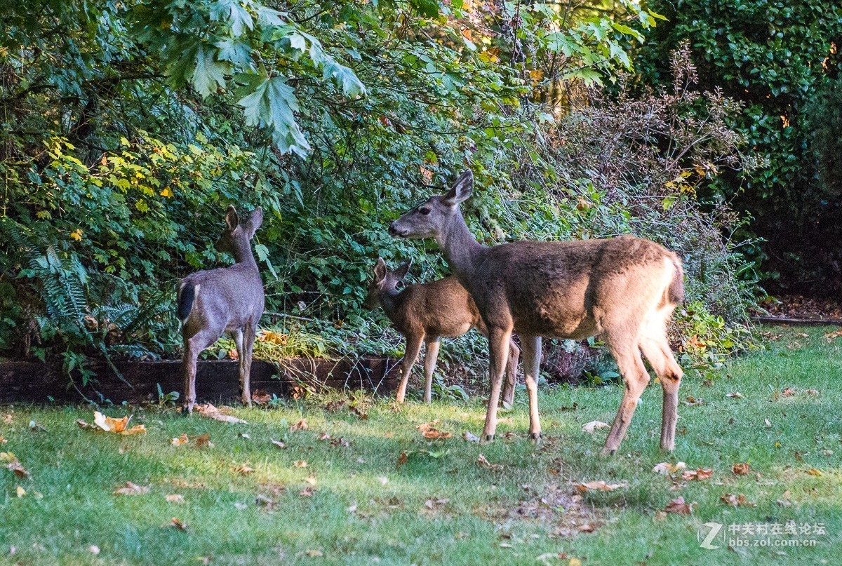 西雅图雷尼尔雪山