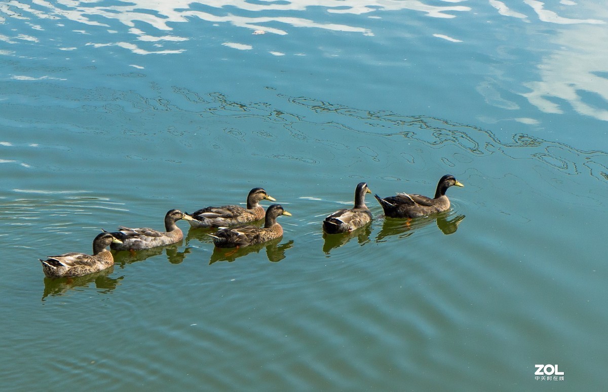 瞧这一家子（5）