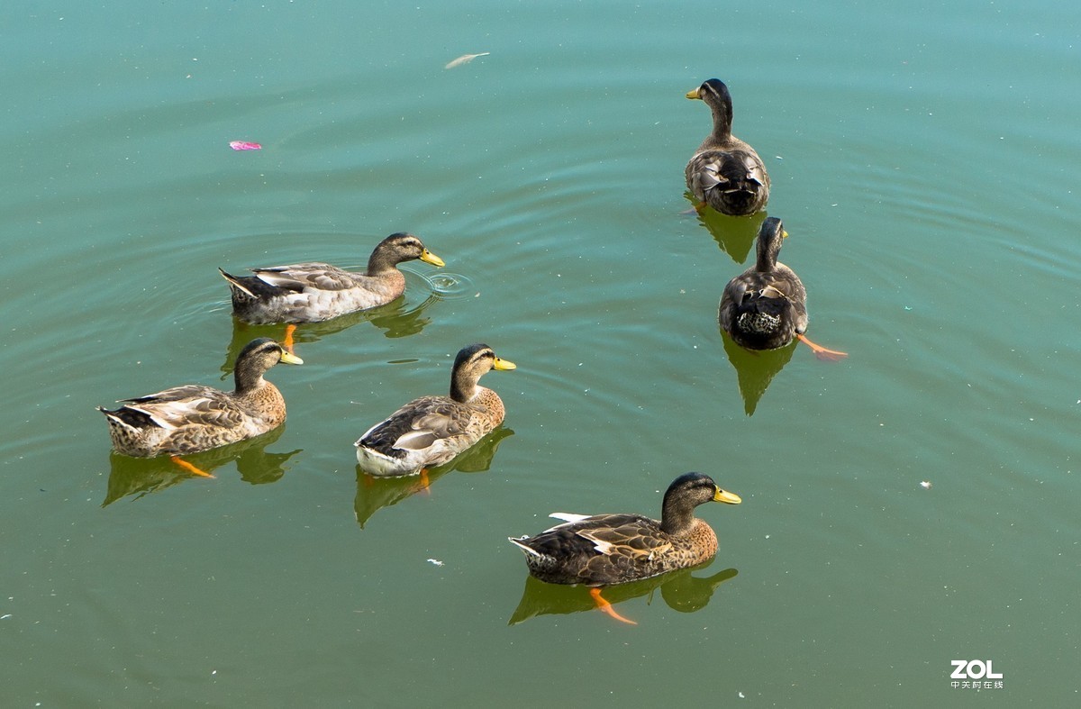 瞧这一家子（5）