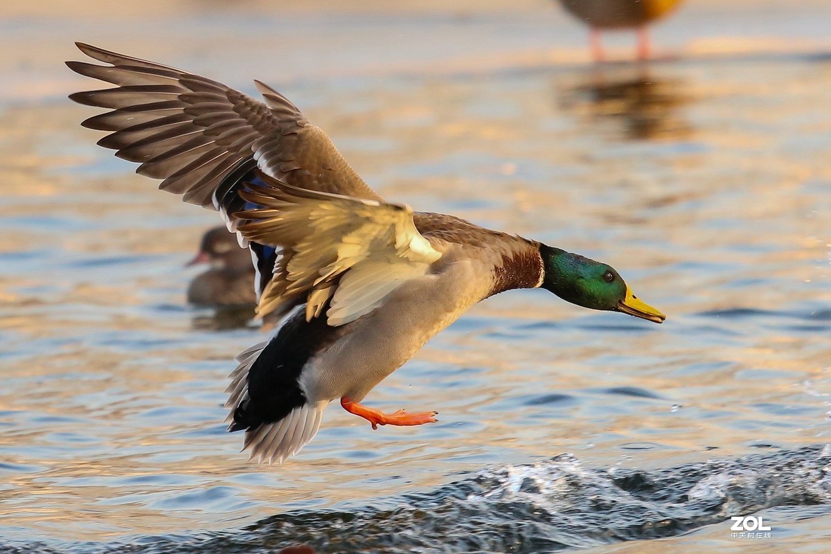 2020年第一次拍摄，北京玉渊潭公园