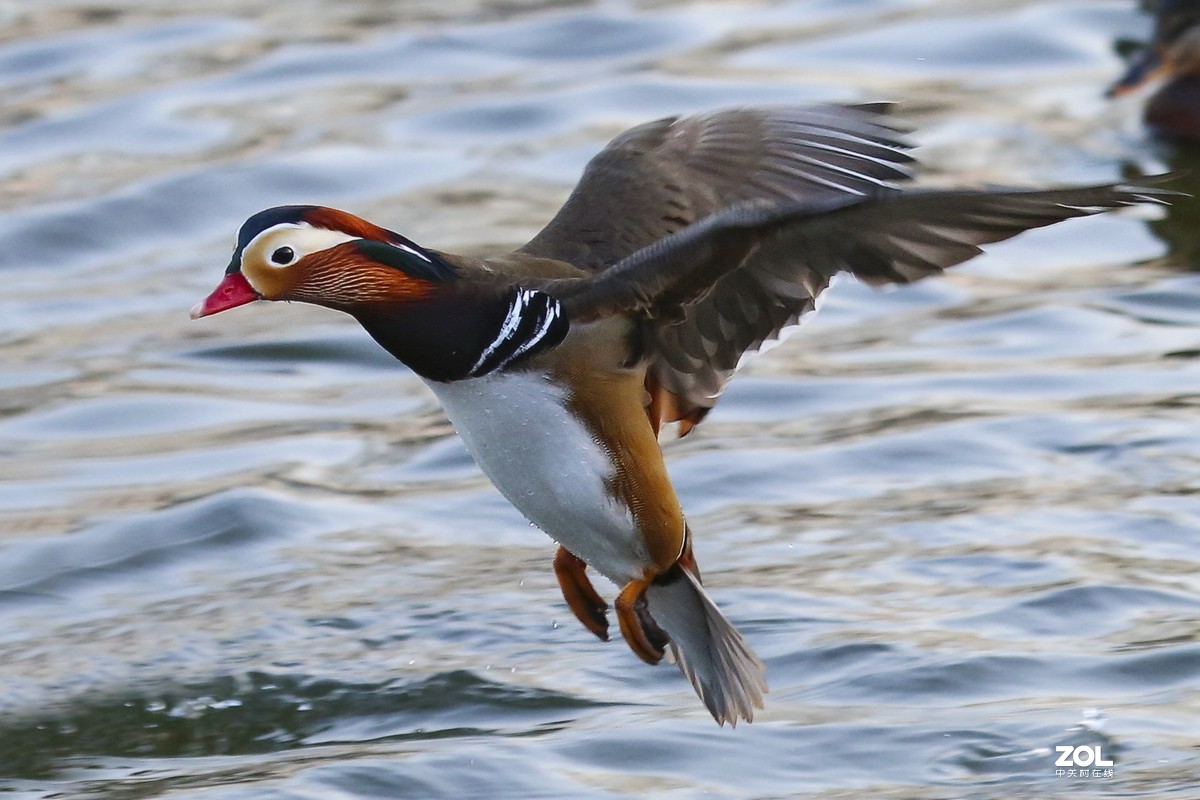 2020年第一次拍摄，北京玉渊潭公园