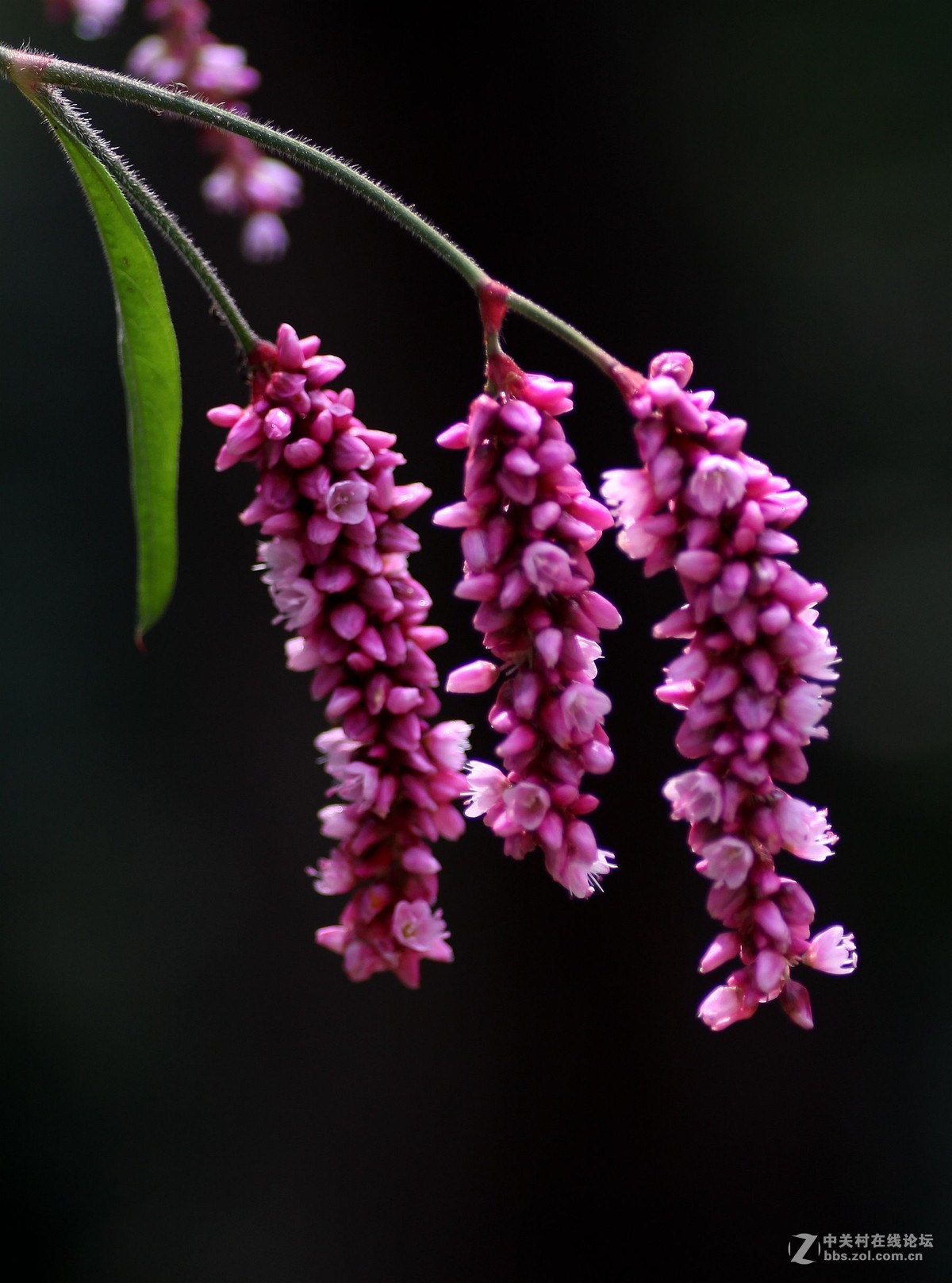 一组小花，献给老马版主好友，一路走好，拍下天堂美景美化人间。