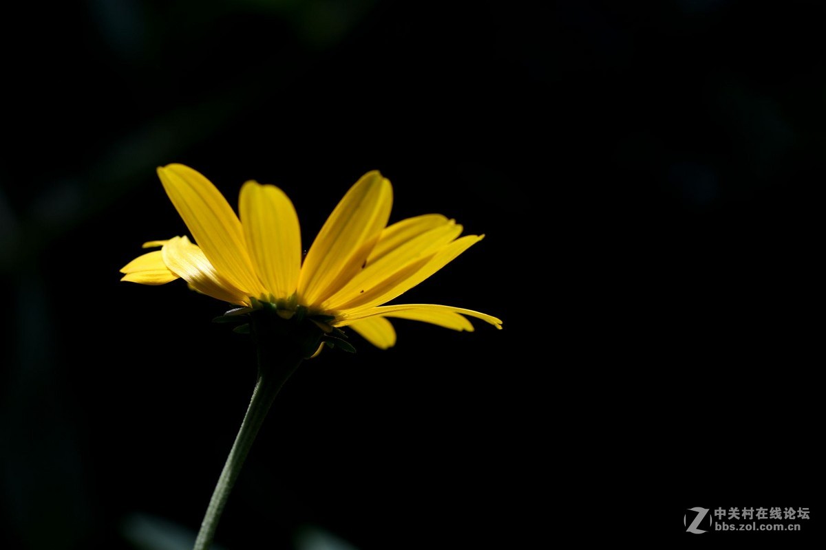一组小花，献给老马版主好友，一路走好，拍下天堂美景美化人间。