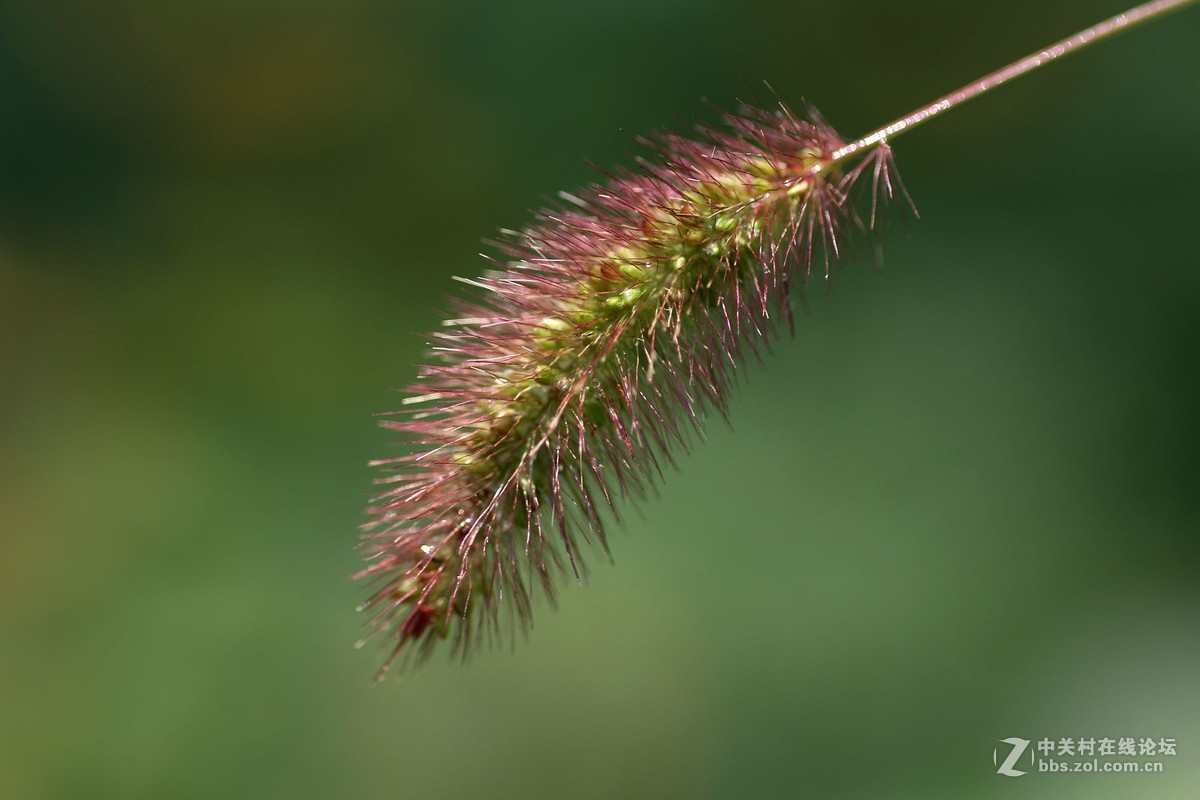 一组小花，献给老马版主好友，一路走好，拍下天堂美景美化人间。