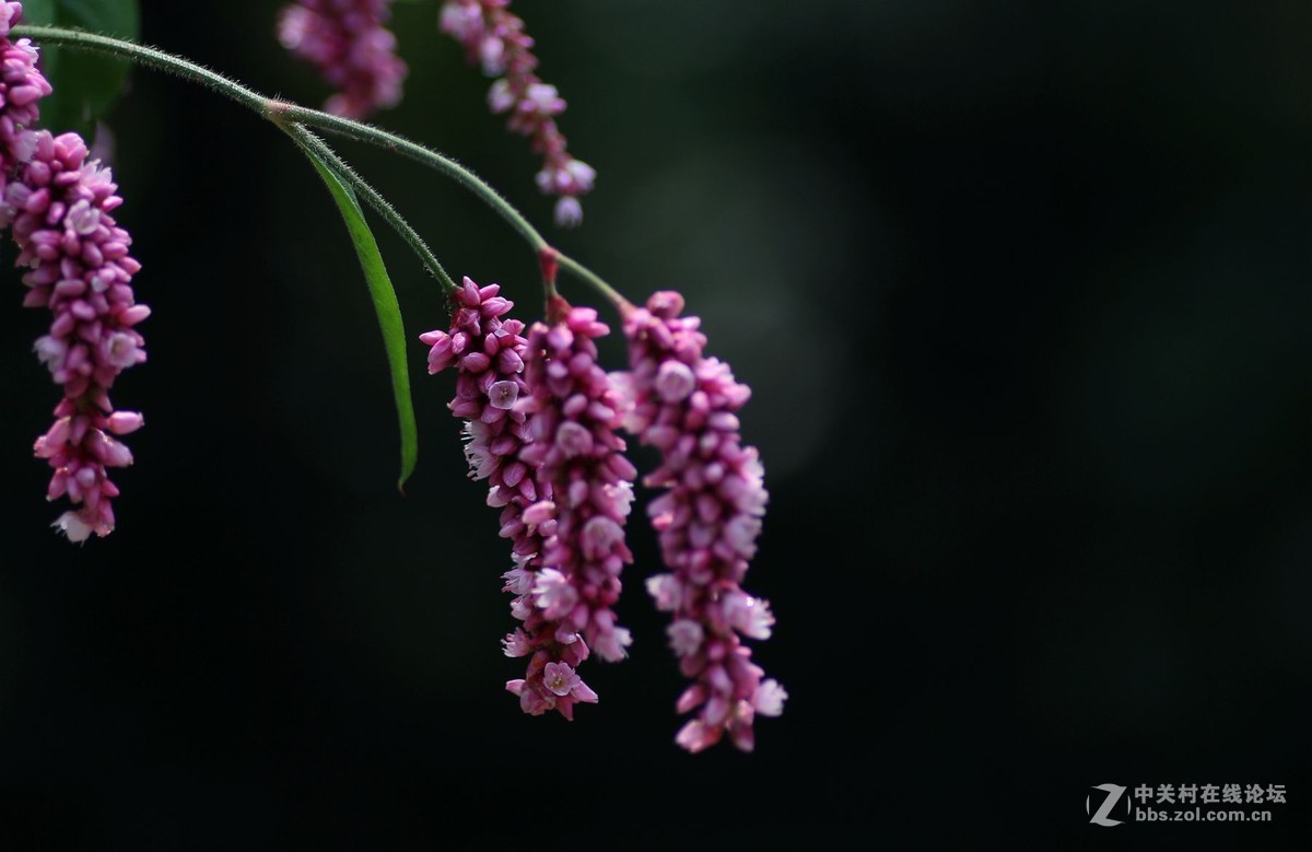 一组小花，献给老马版主好友，一路走好，拍下天堂美景美化人间。