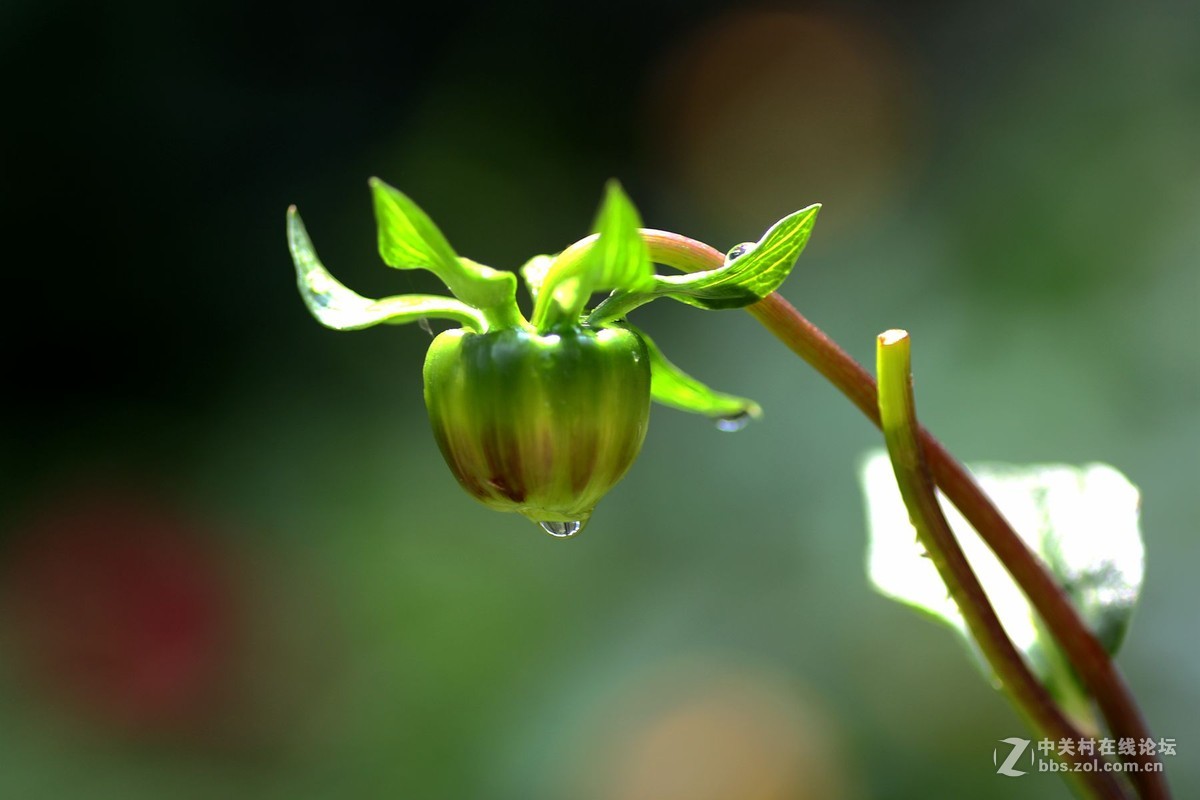 一组小花，献给老马版主好友，一路走好，拍下天堂美景美化人间。