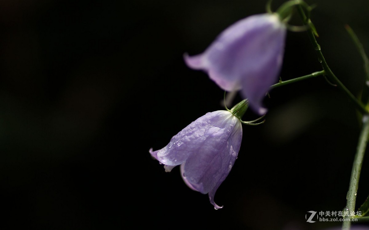 一组小花，献给老马版主好友，一路走好，拍下天堂美景美化人间。