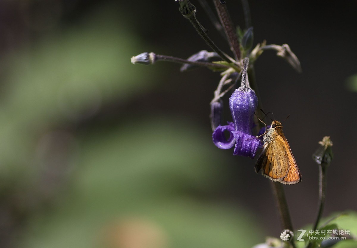 一组小花，献给老马版主好友，一路走好，拍下天堂美景美化人间。
