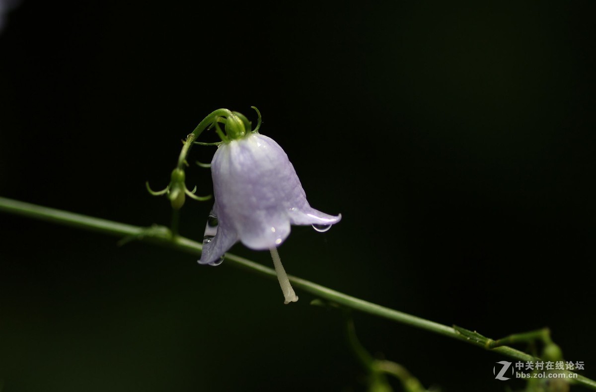 一组小花，献给老马版主好友，一路走好，拍下天堂美景美化人间。