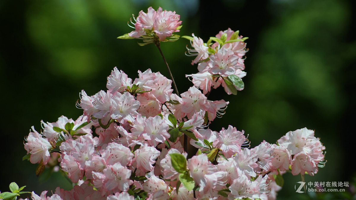 meyer 200/f4(一组杜鹃）