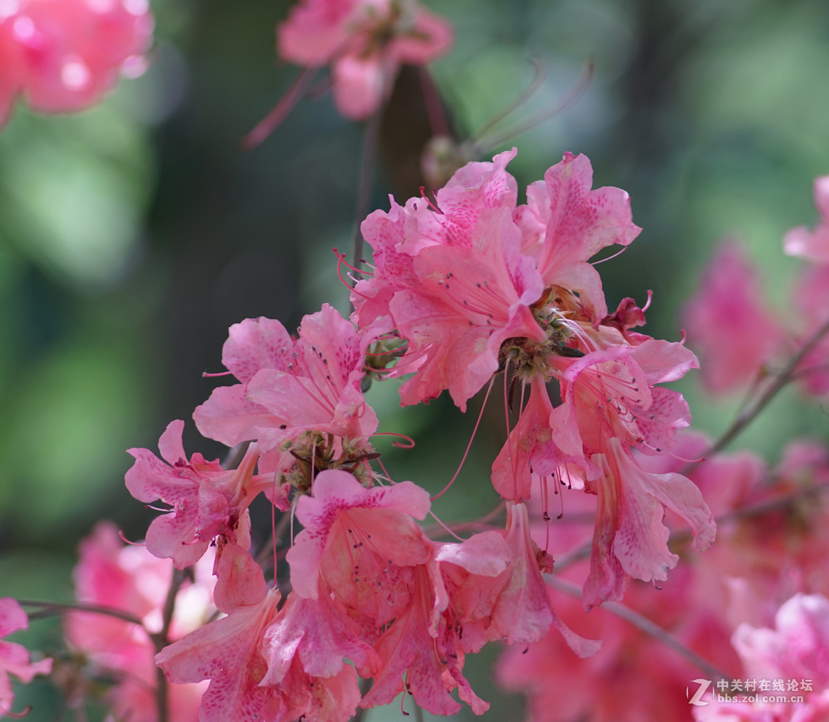 meyer 200/f4(一组杜鹃）