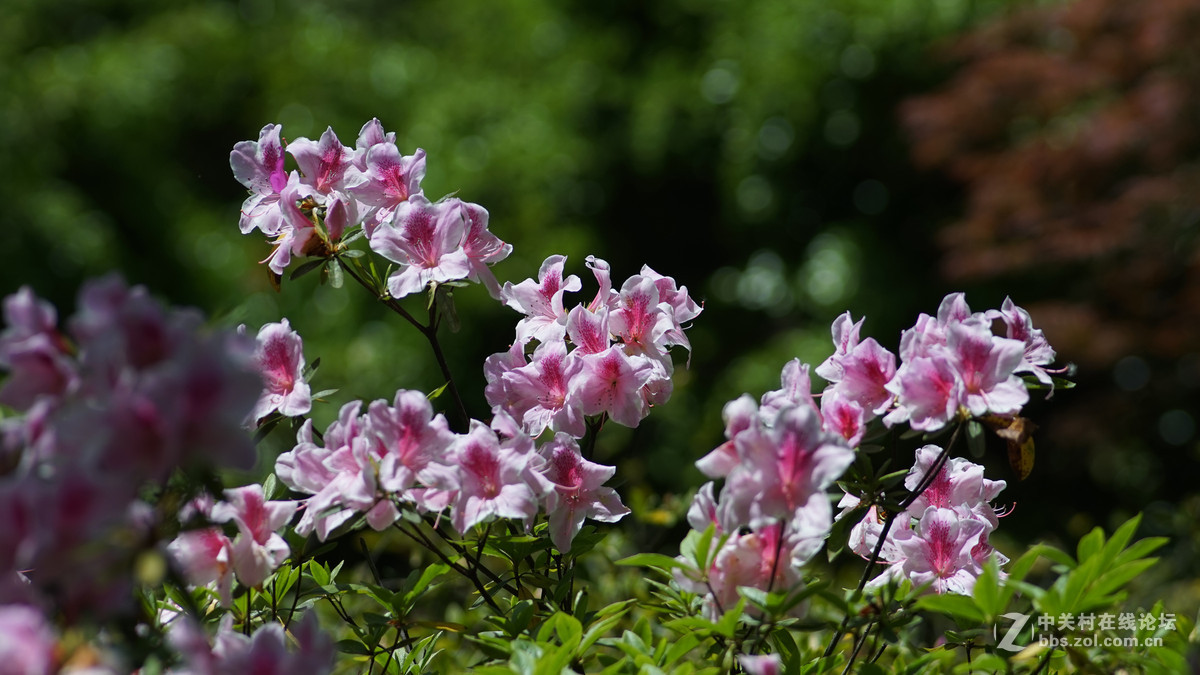 meyer 200/f4(一组杜鹃）