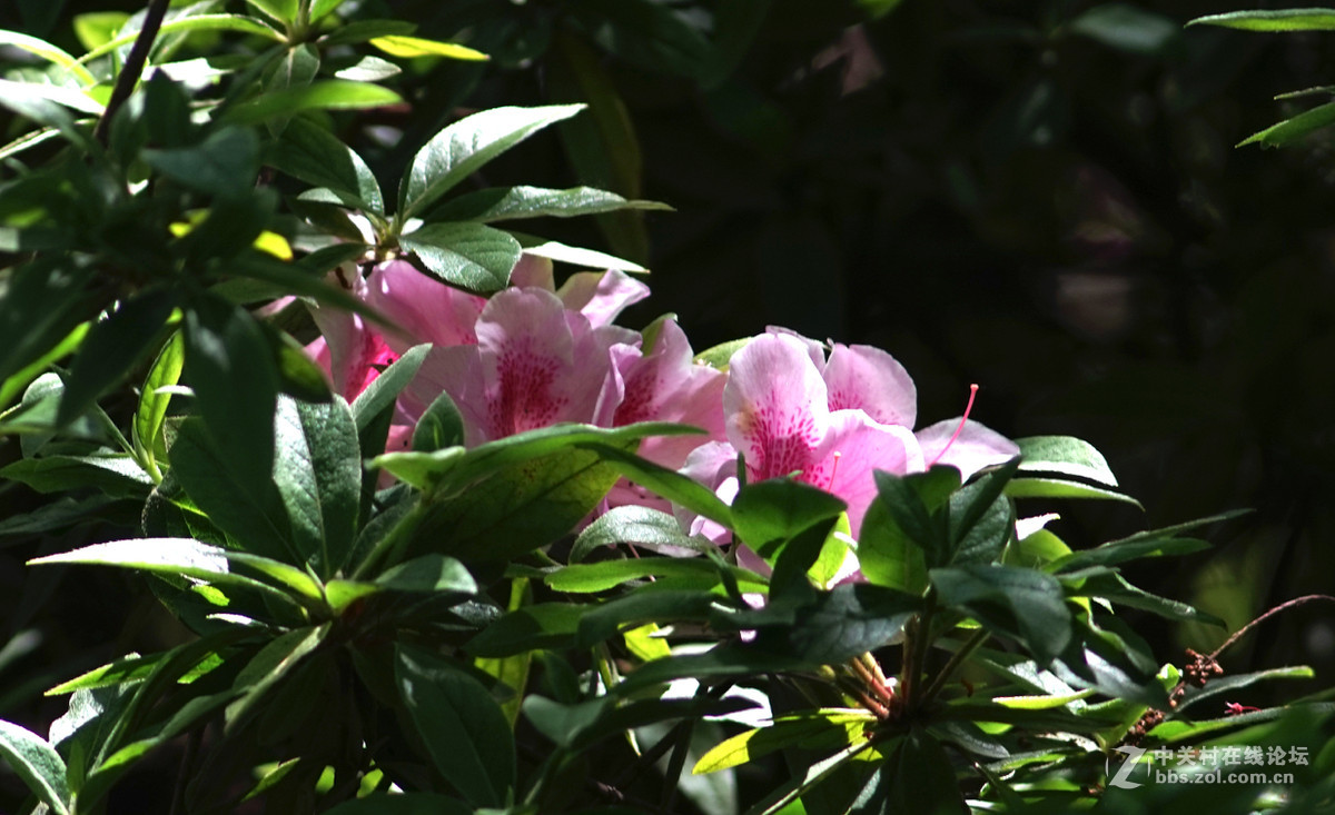 meyer 200/f4(一组杜鹃）