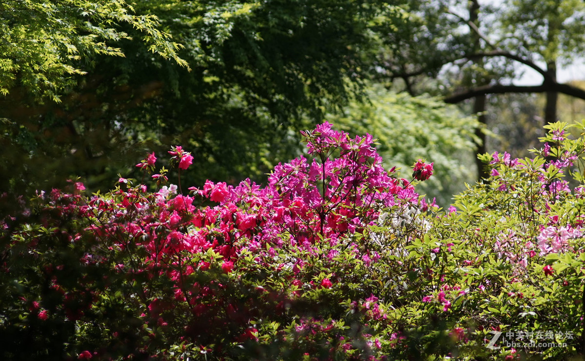 meyer 200/f4(一组杜鹃）