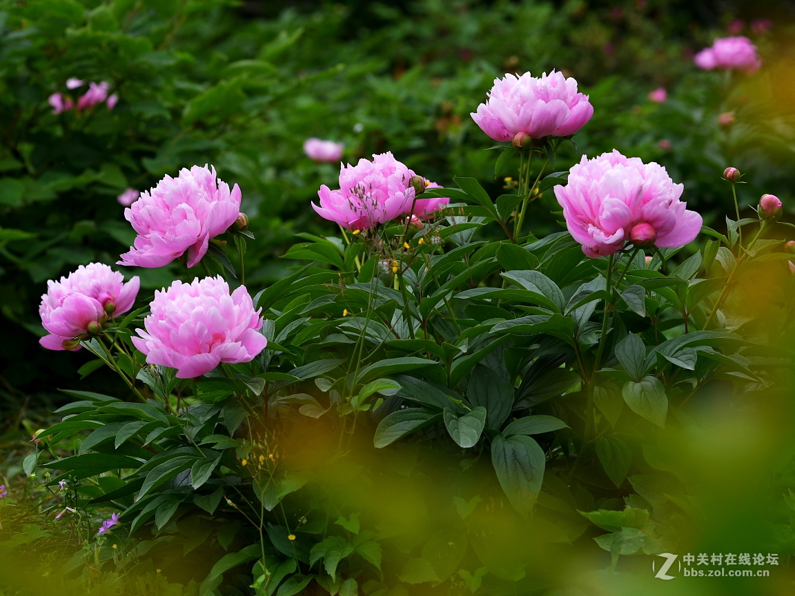 芍药花  在阴天  ----