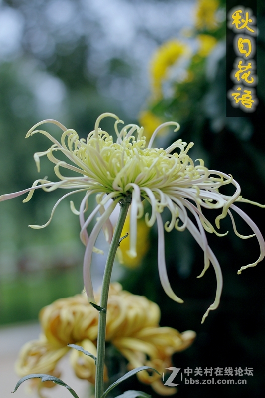 秋日花语---菊花