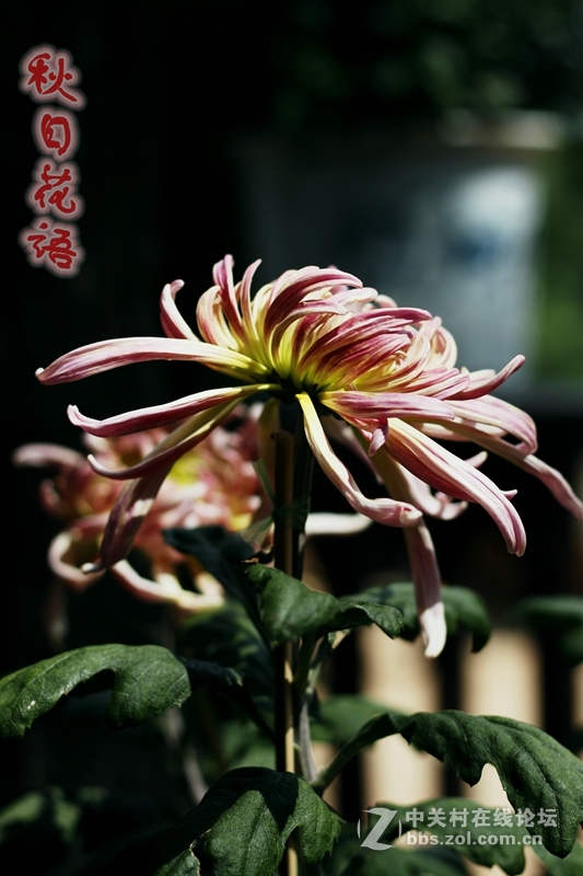 秋日花语---菊花