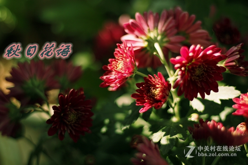 秋日花语---菊花