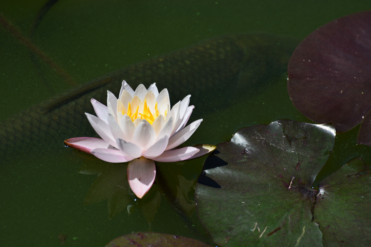 几朵荷花韵        增得满池辉