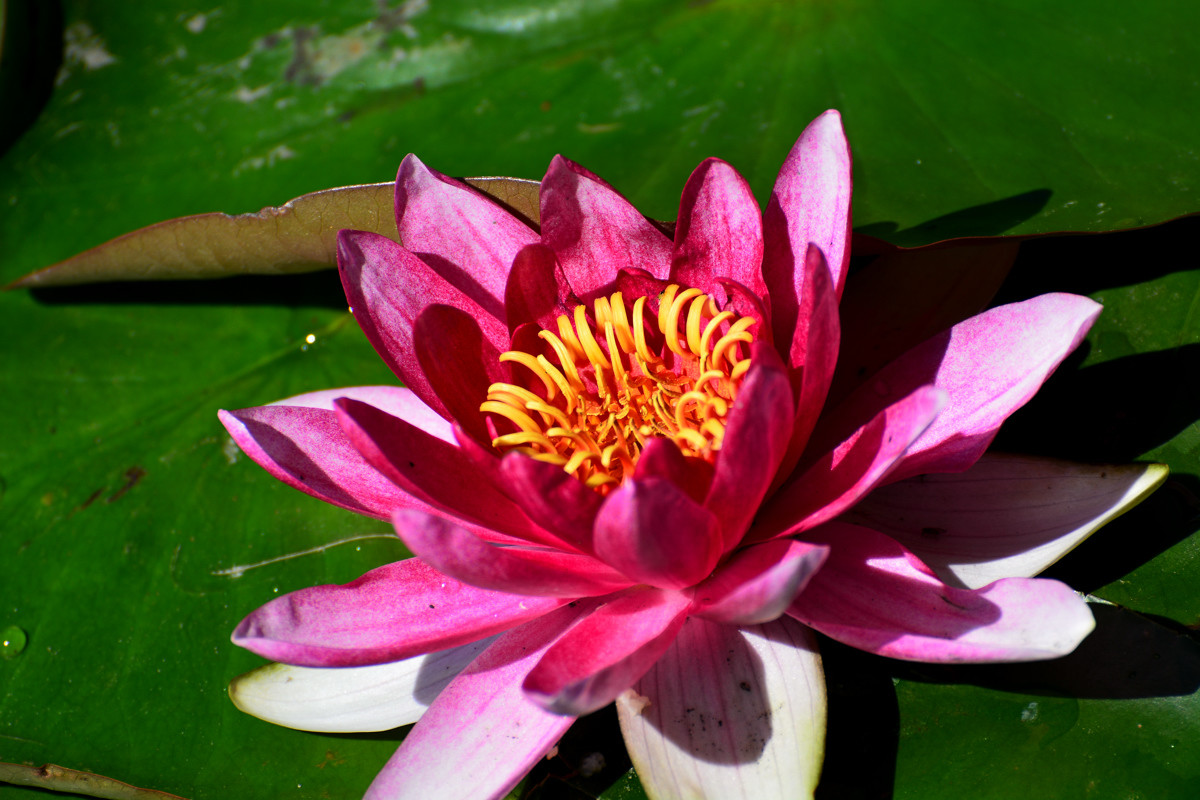 几朵荷花韵        增得满池辉