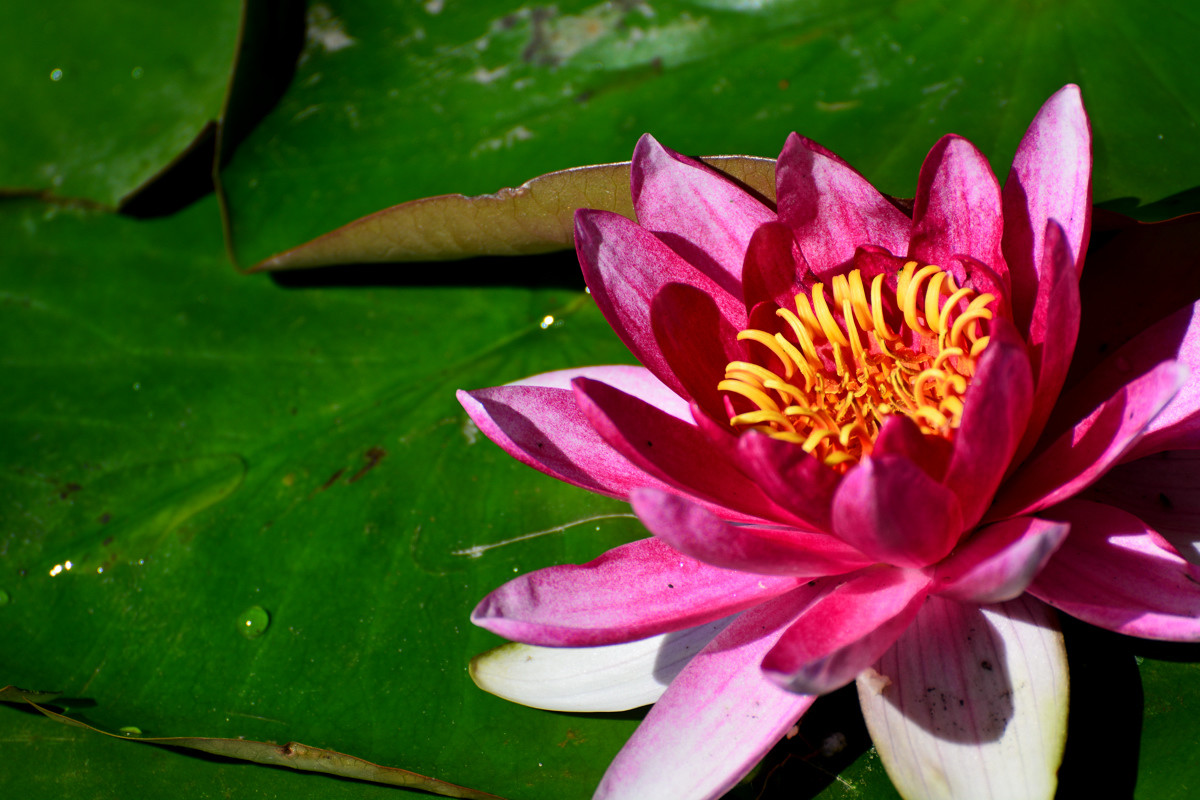 几朵荷花韵        增得满池辉