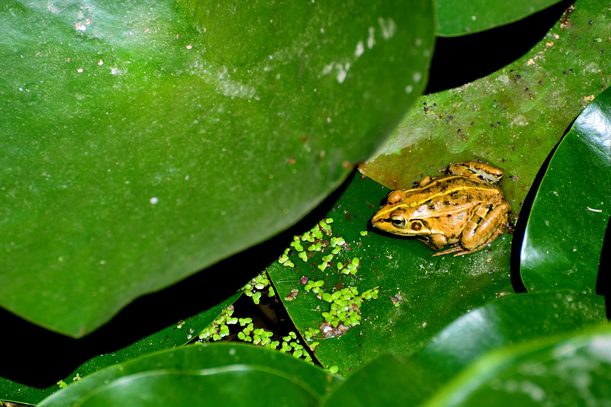 几朵荷花韵        增得满池辉