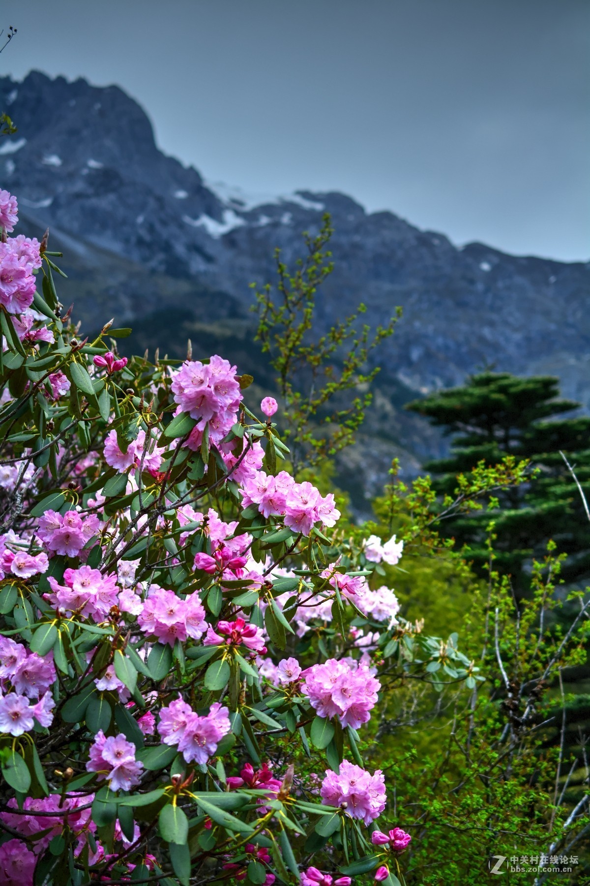玉龙雪山杜鹃花海