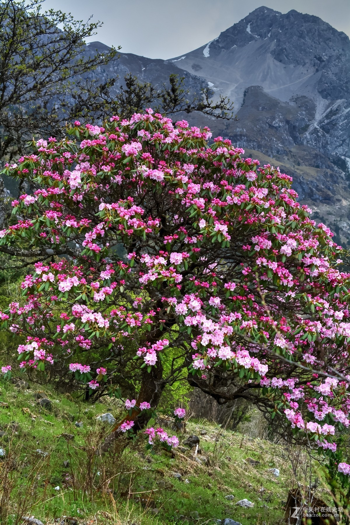 玉龙雪山杜鹃花海