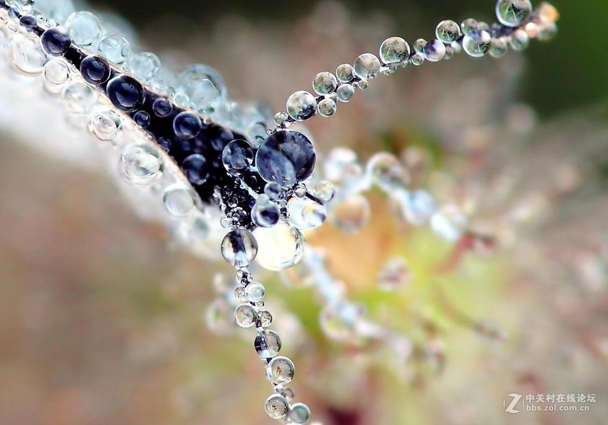 玉露晨曦秋虫影