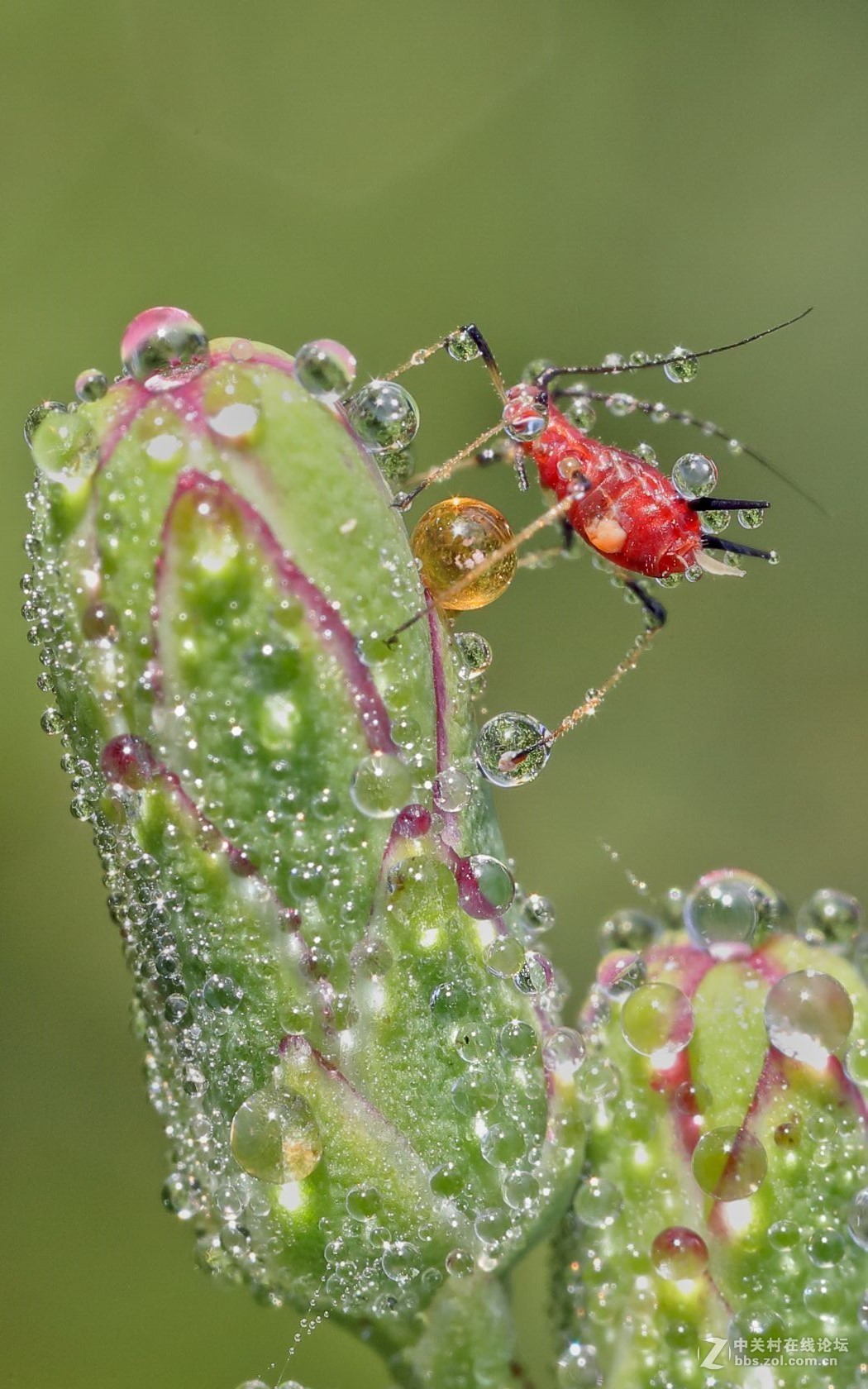 玉露晨曦秋虫影