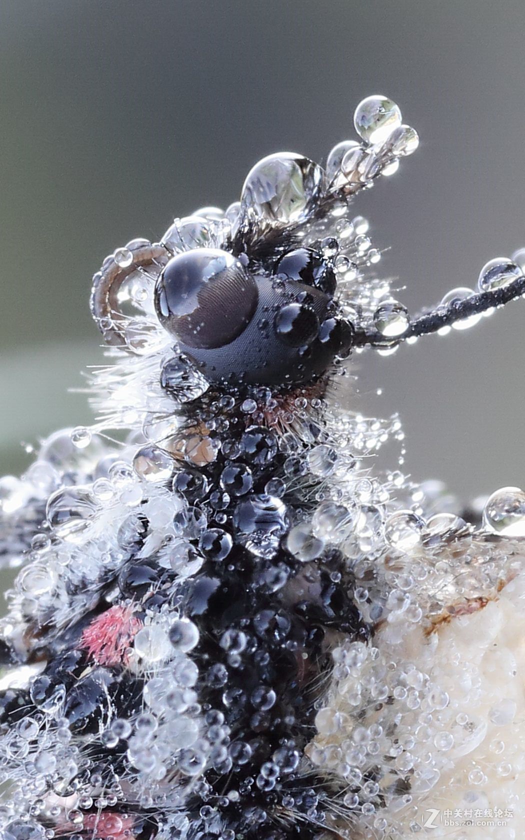 玉露晨曦秋虫影