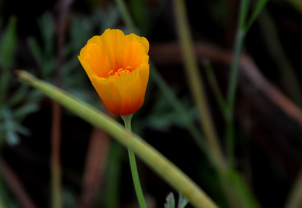 花菱草