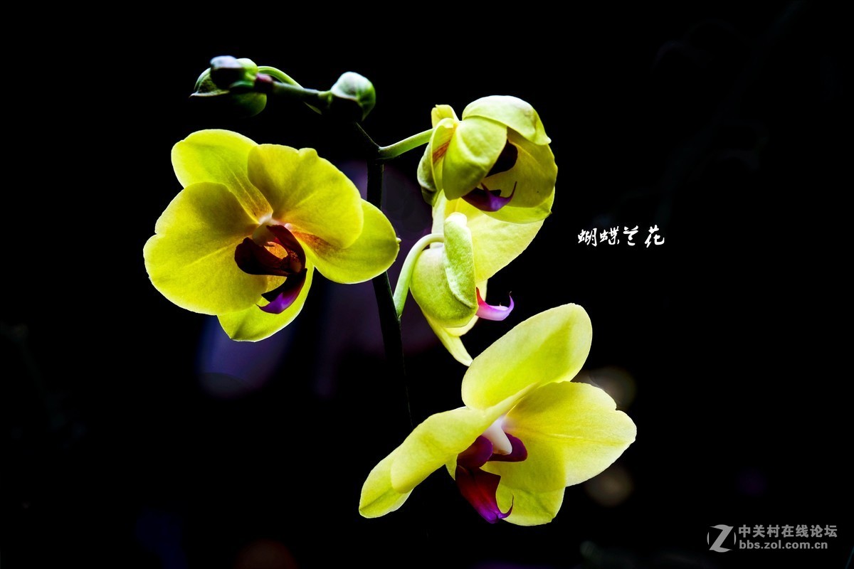蝴蝶兰花