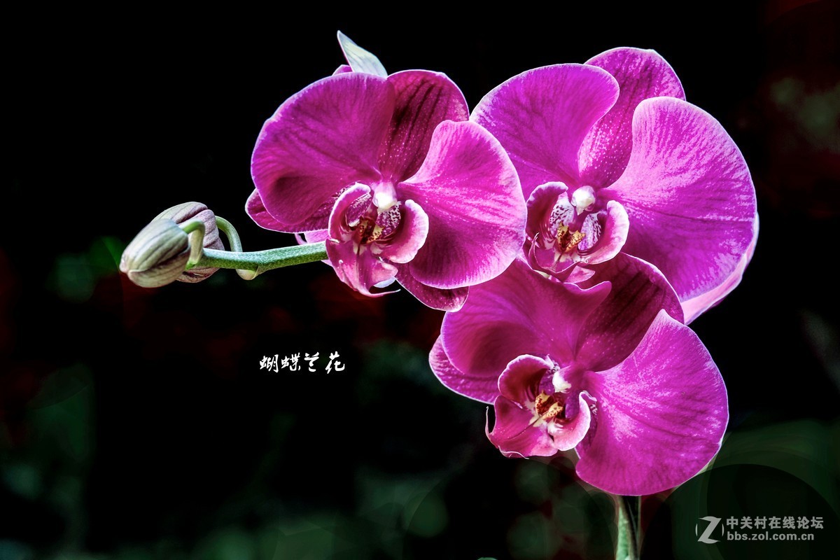 蝴蝶兰花